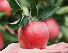 Natural branding with laser marking | Laser labeling of food with laser marking | Natural Branding |Laser marking | Laser Machines for food marking | Natural Branding technology |Marking of fruits and vegetables with laser marker