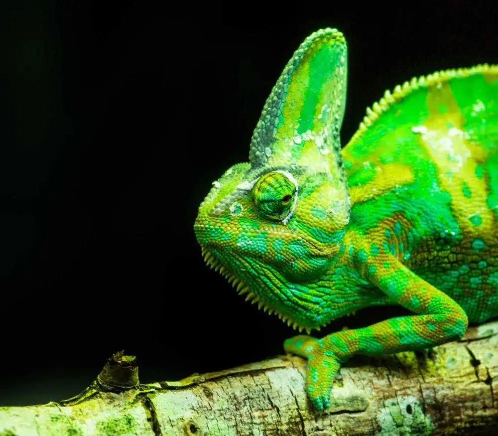 Adaptive – Markolaser adaptability